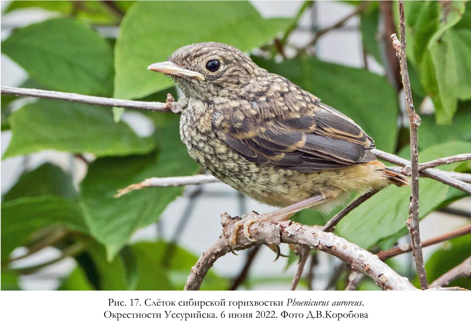 Слёток сибирской горихвостки Phoenicurus auroreus.