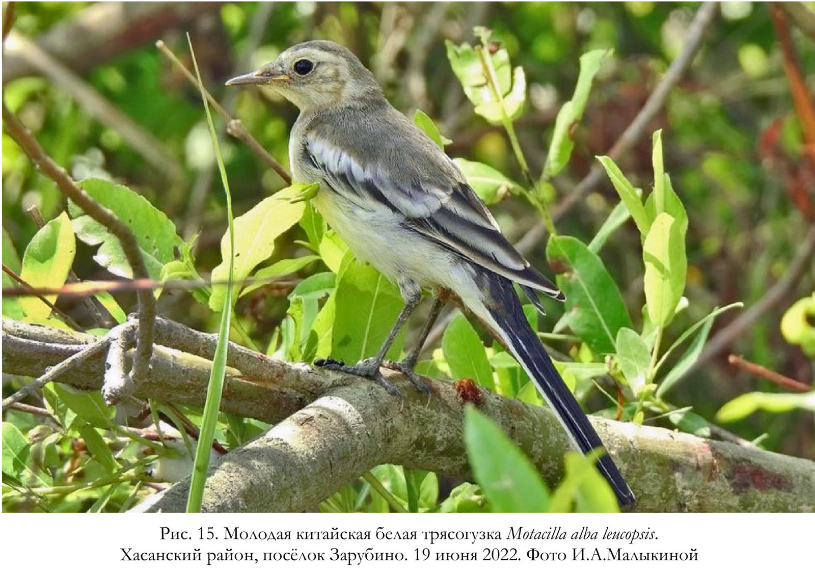 Молодая китайская белая трясогузка Motacilla alba leucopsis.