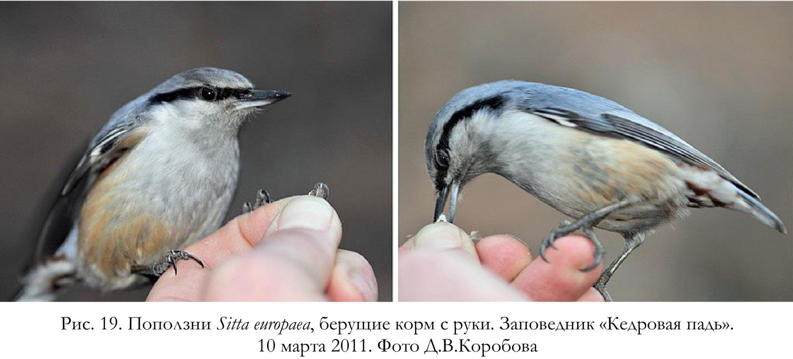 Поползни Sitta europaea, берущие корм с руки