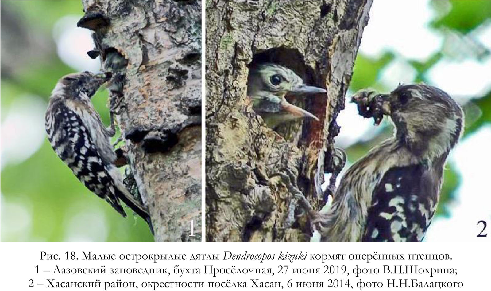Малые острокрылые дятлы Dendrocopos kizuki кормят оперённых птенцов.