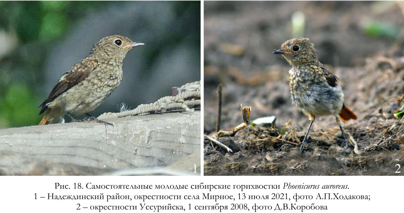 Самостоятельные молодые сибирские горихвостки Phoenicurus auroreus.