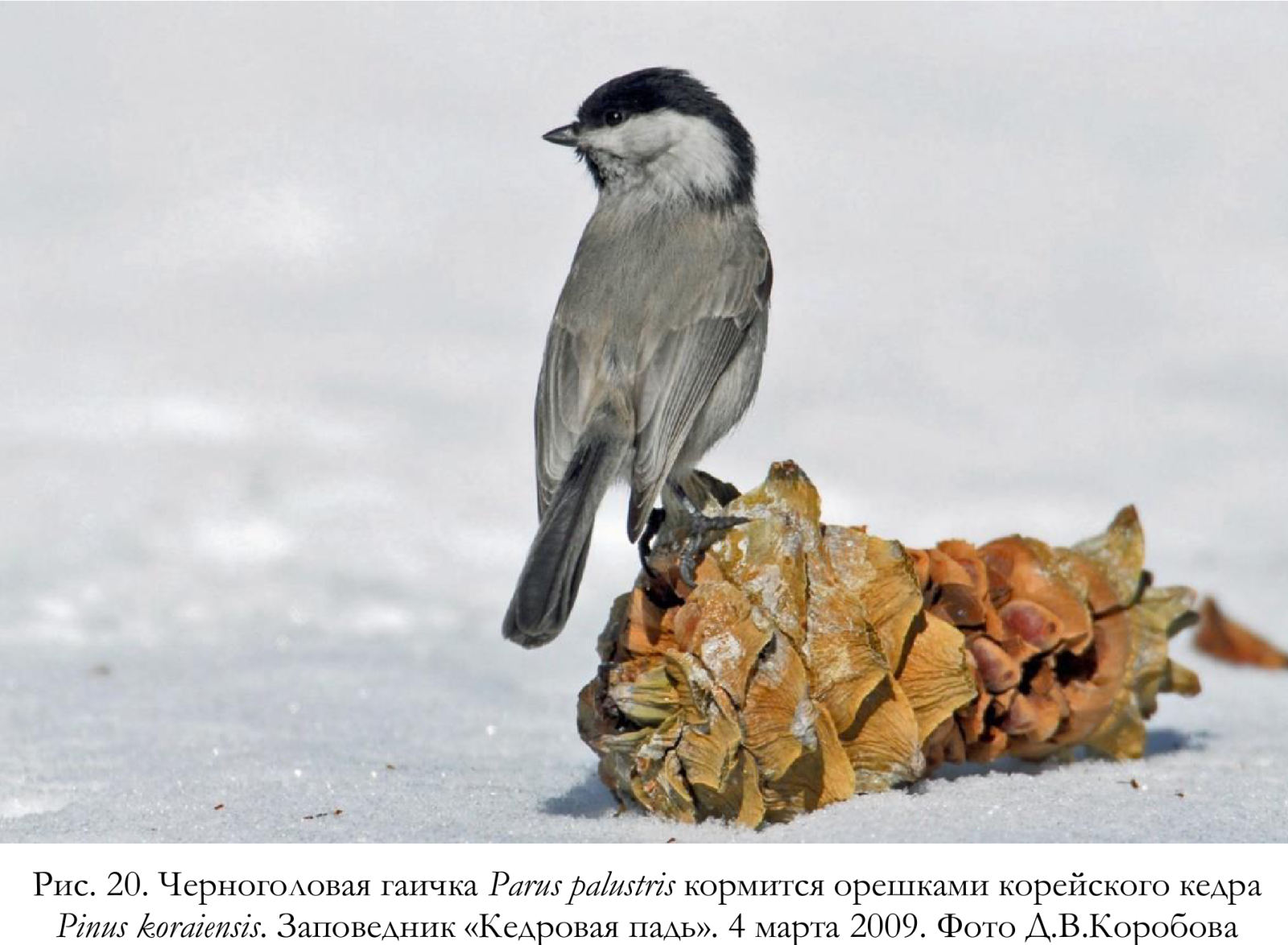 Черноголовая гаичка Parus palustris кормится орешками корейского кедра
Pinus koraiensis.