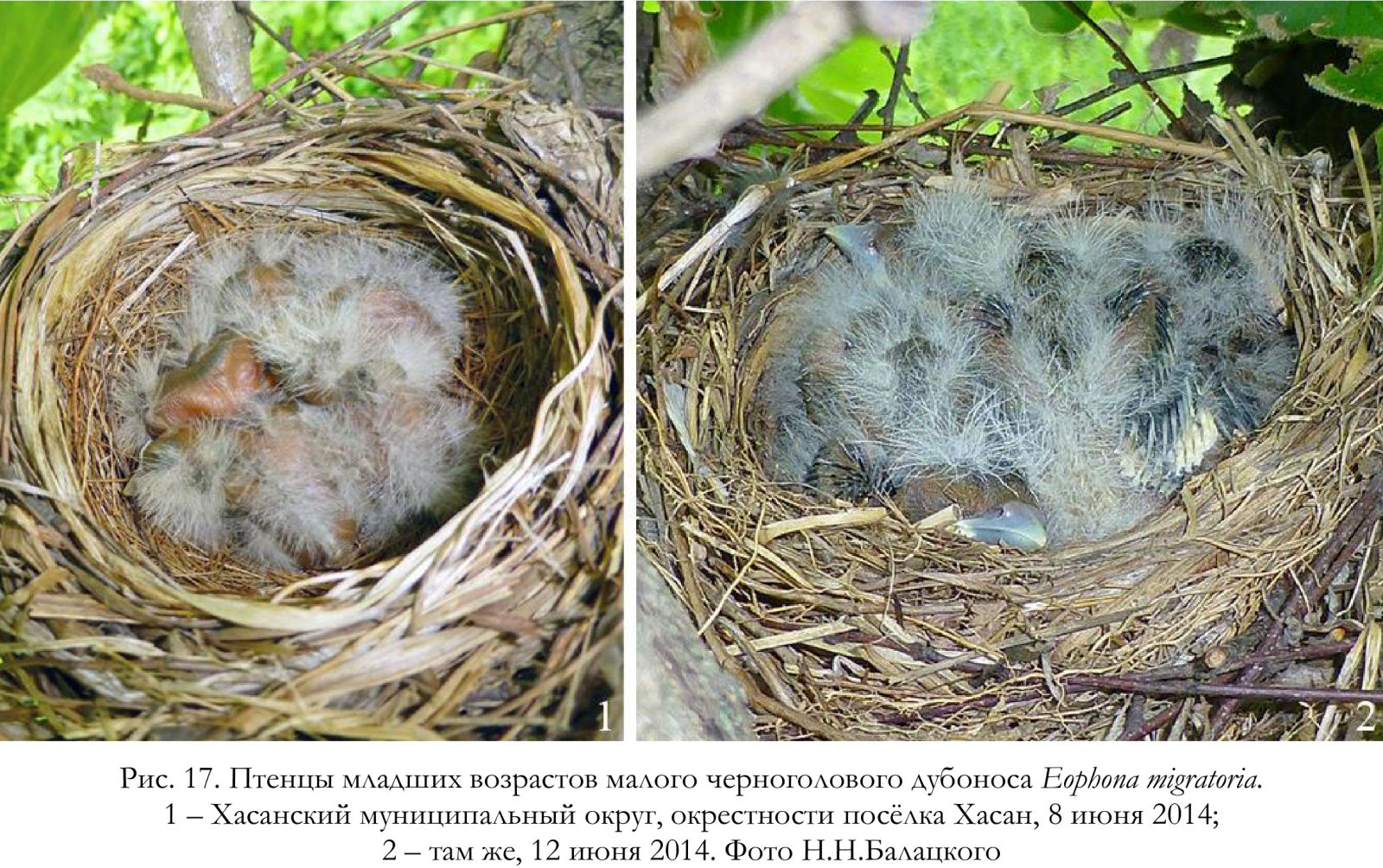 Птенцы младших возрастов малого черноголового дубоноса Eophona migratoria