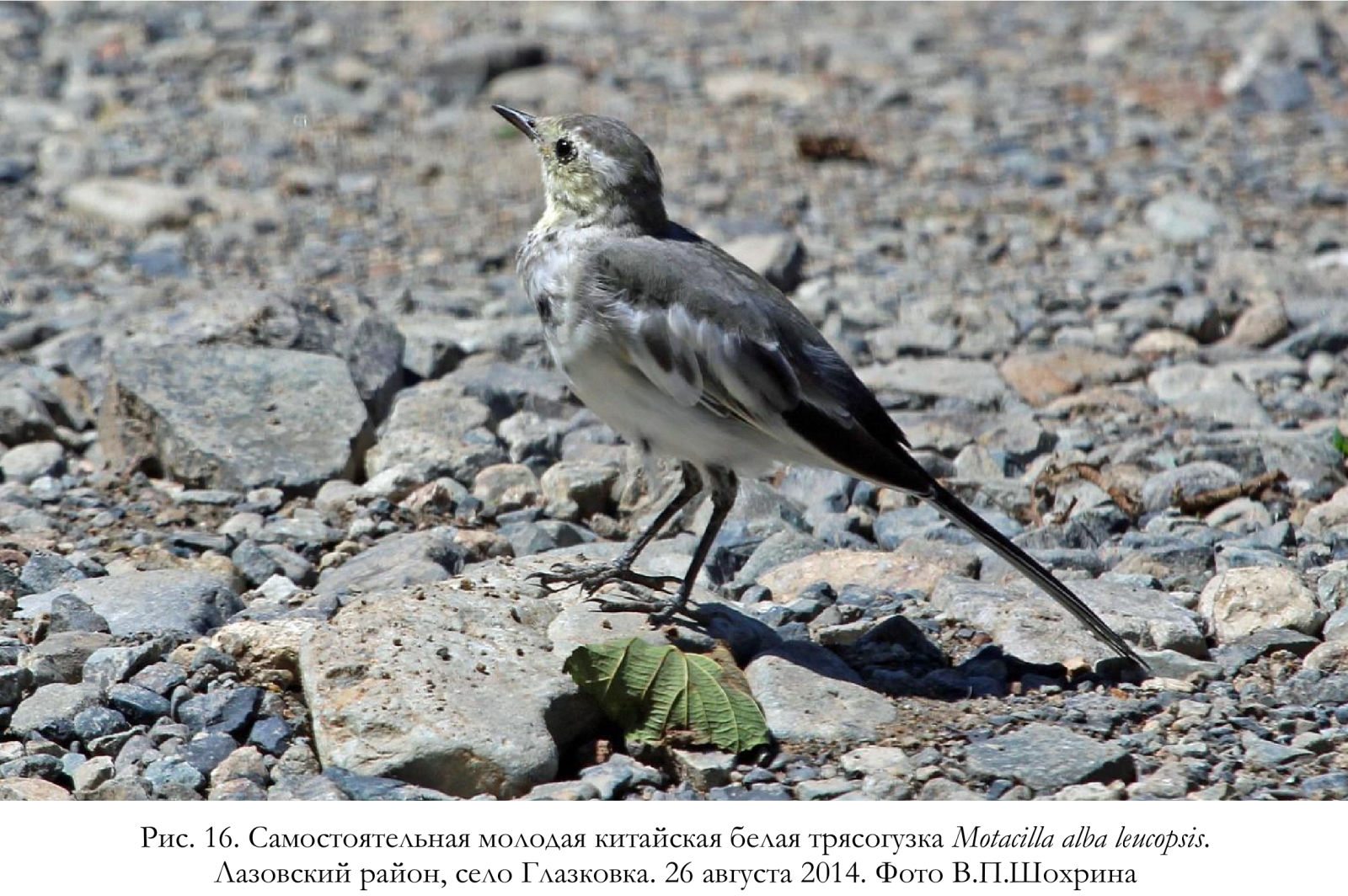 Самостоятельная молодая китайская белая трясогузка Motacilla alba leucopsis.