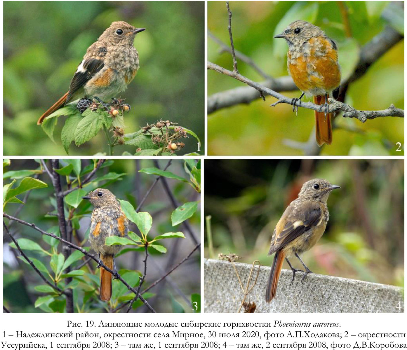 Линяющие молодые сибирские горихвостки Phoenicurus auroreus.