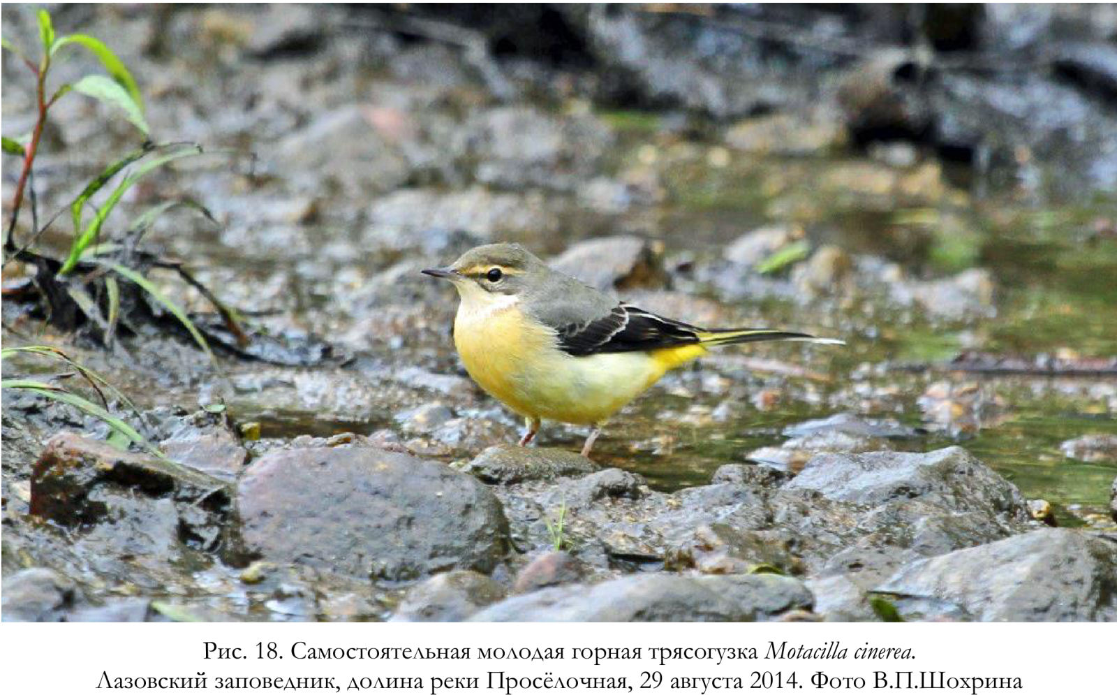 Самостоятельная молодая горная трясогузка Motacilla cinerea.