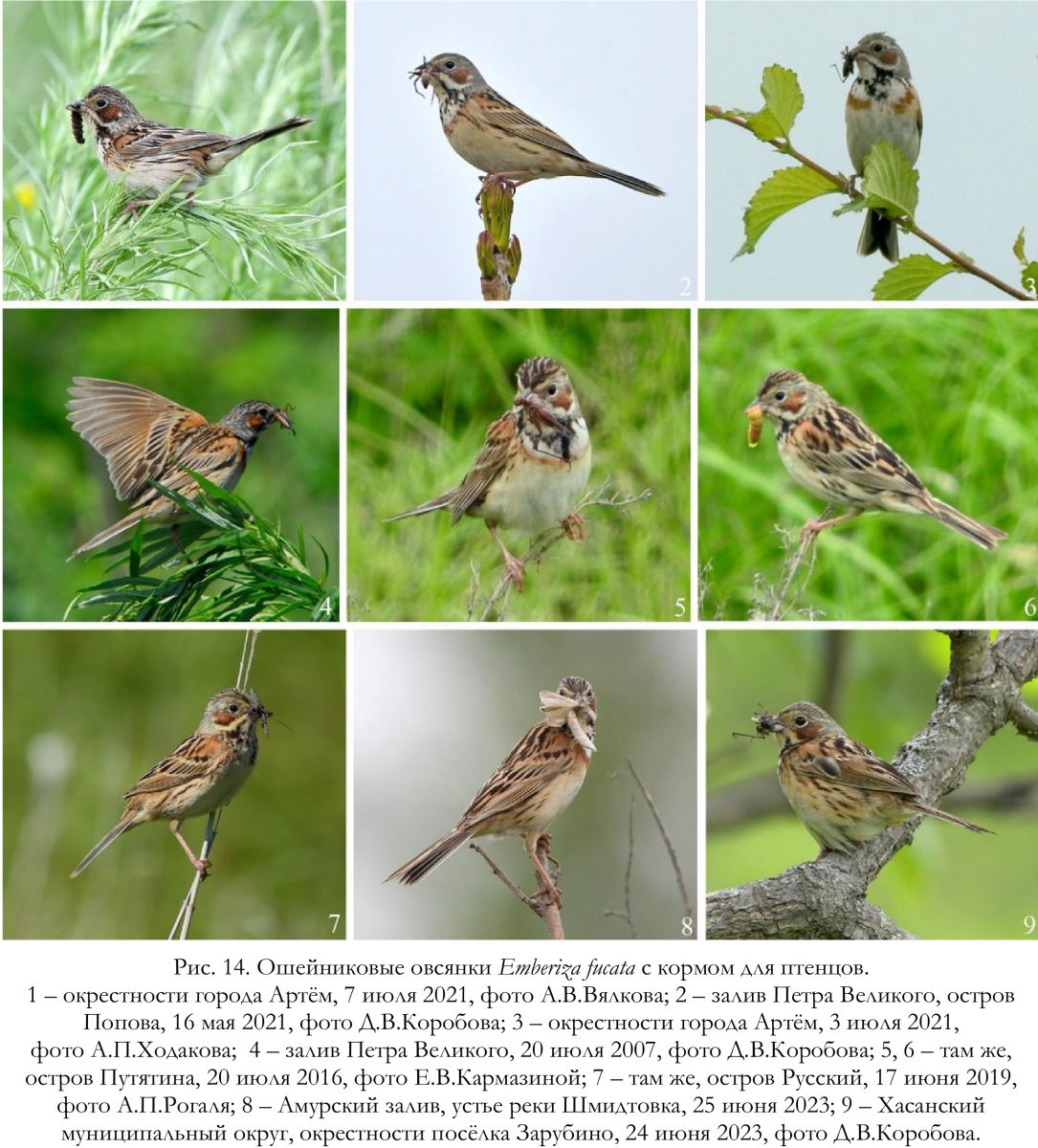 Ошейниковые овсянки Emberiza fucata с кормом для птенцов