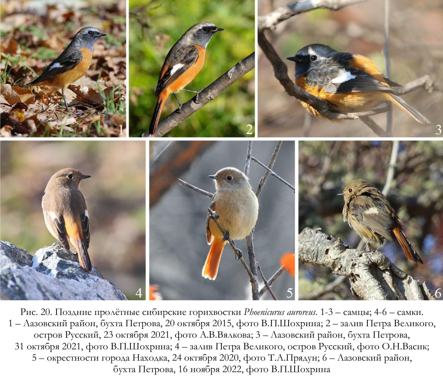Поздние пролётные сибирские горихвостки Phoenicurus auroreus.