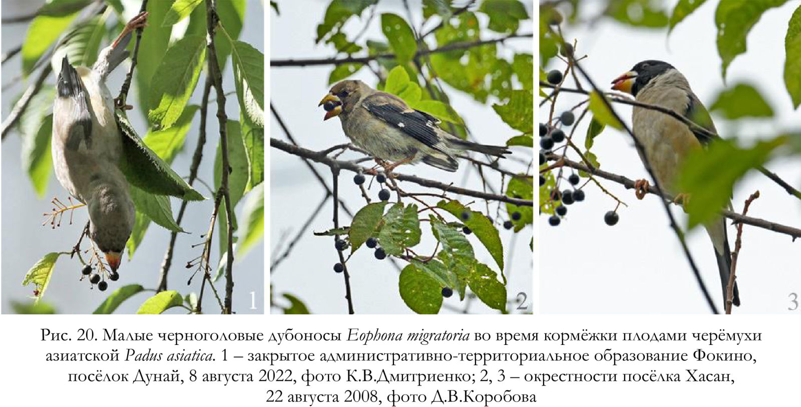 Малые черноголовые дубоносы Eophona migratoria во время кормёжки плодами черёмухи азиатской Padus asiatica