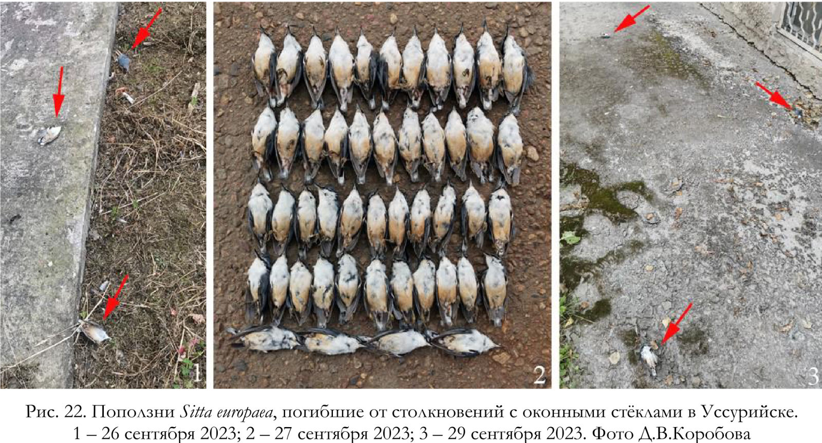 Поползни Sitta europaea, погибшие от столкновений с оконными стёклами в Уссурийске