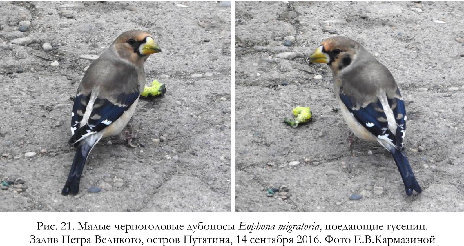 Малые черноголовые дубоносы Eophona migratoria, поедающие гусениц
