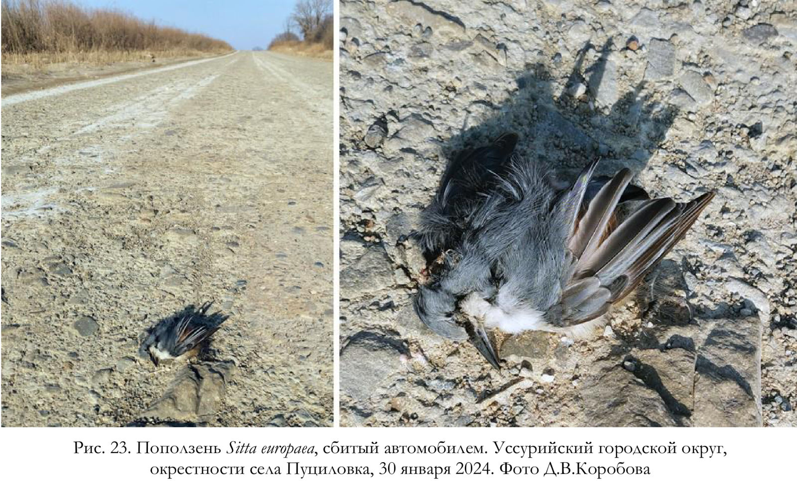 Поползень Sitta europaea, сбитый автомобилем.