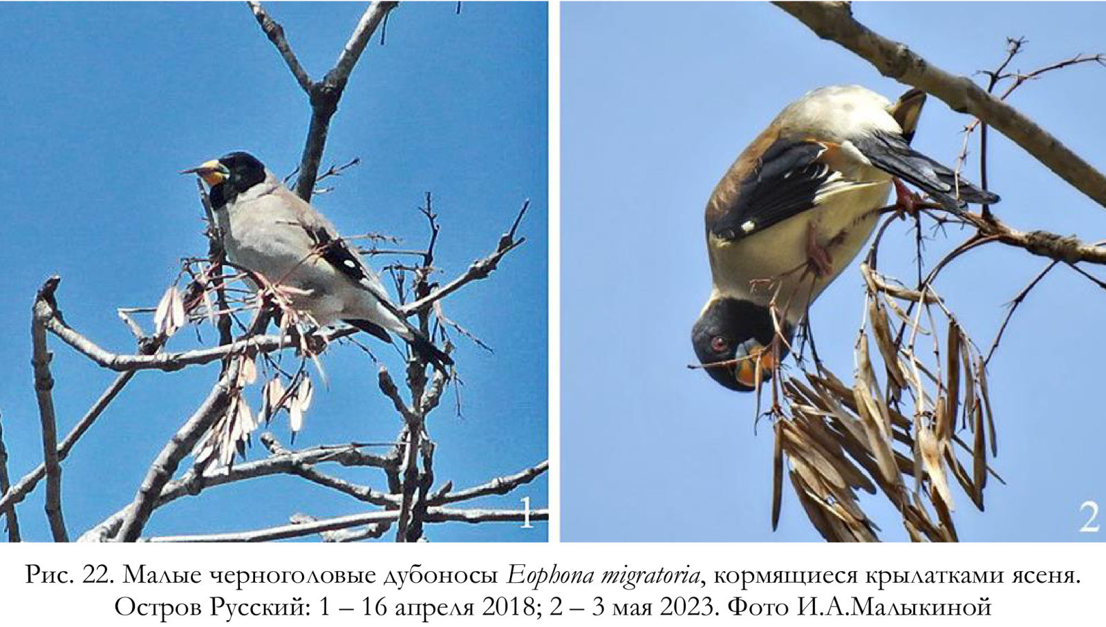 Малые черноголовые дубоносы Eophona migratoria, кормящиеся крылатками ясеня