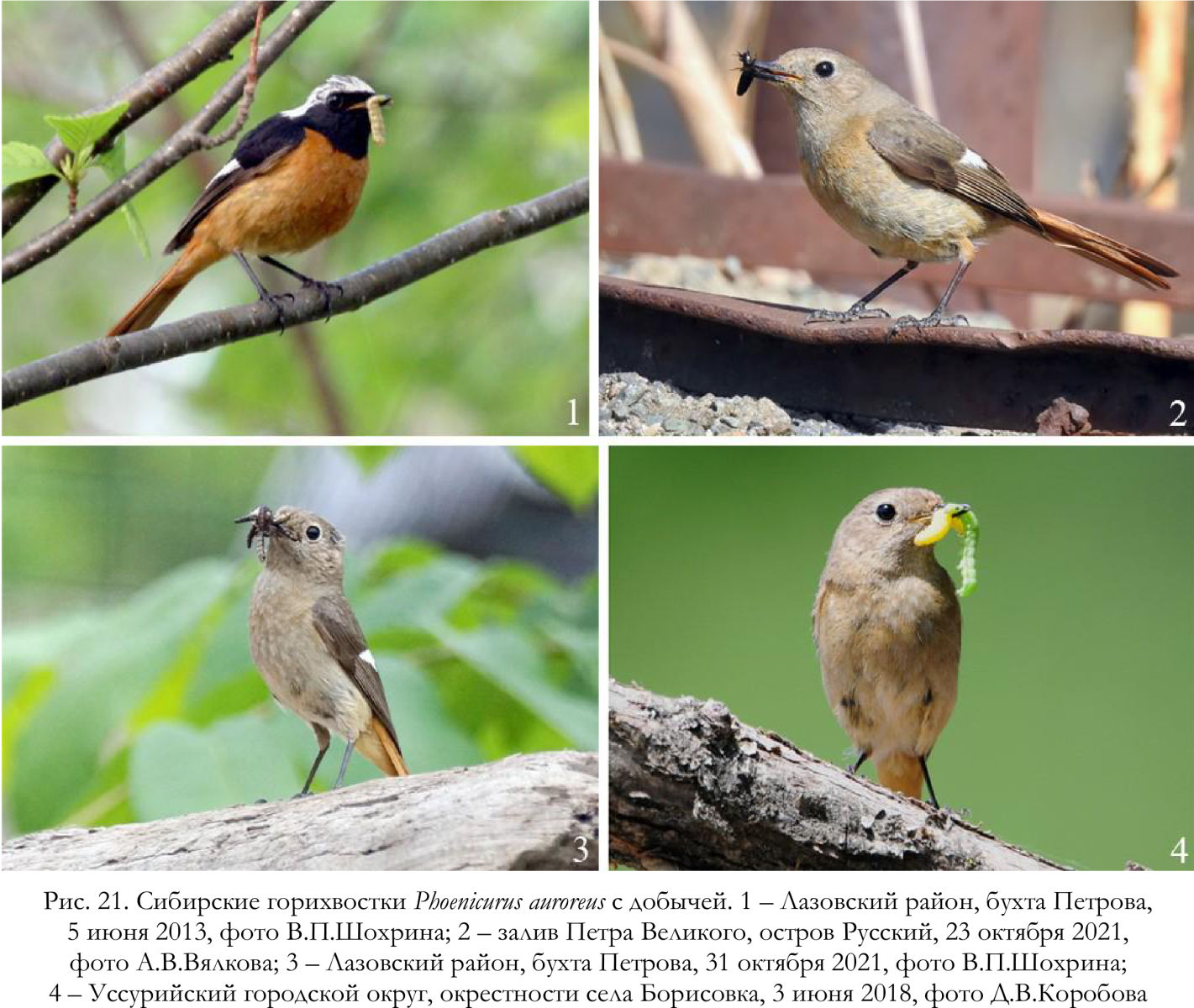 Сибирские горихвостки Phoenicurus auroreus с добычей.