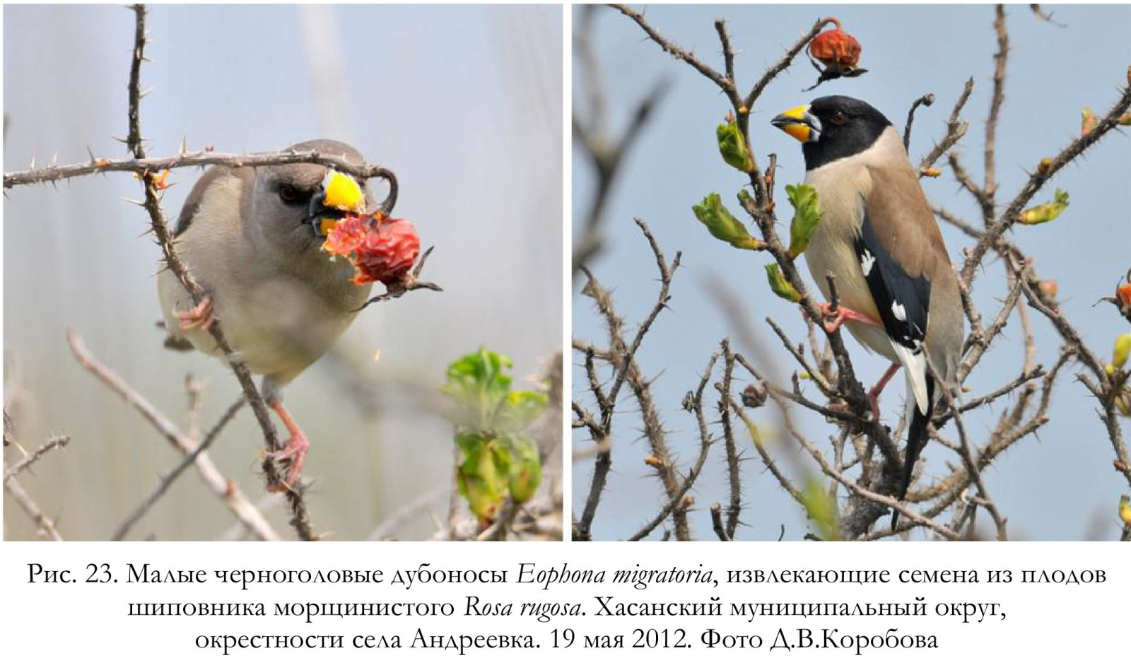 Малые черноголовые дубоносы Eophona migratoria, извлекающие семена из плодов шиповника морщинистого Rosa rugosa