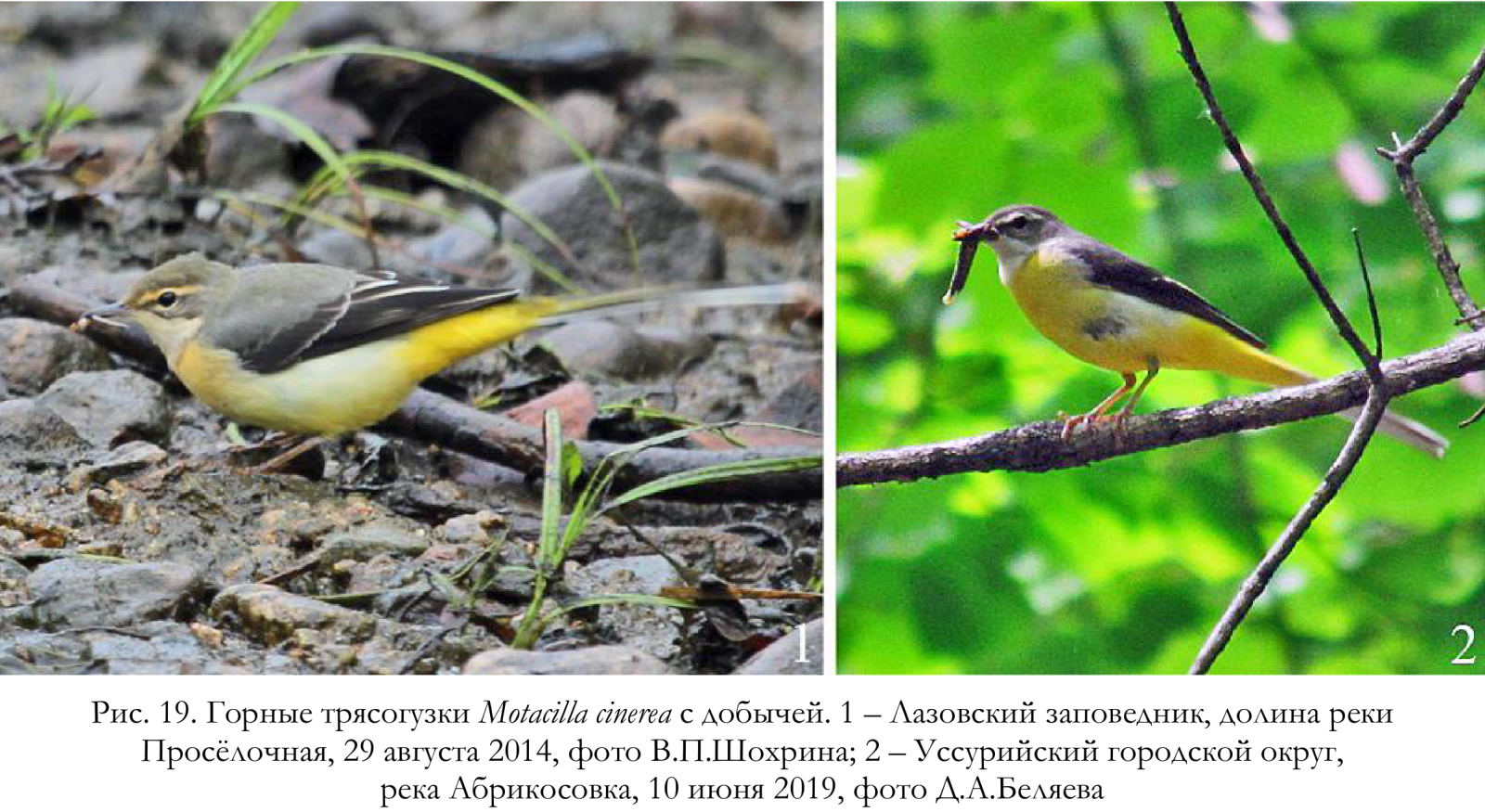 Горные трясогузки Motacilla cinerea с добычей