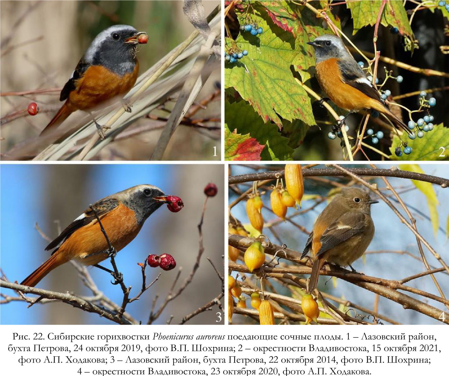 Сибирские горихвостки Phoenicurus auroreus поедающие сочные плоды