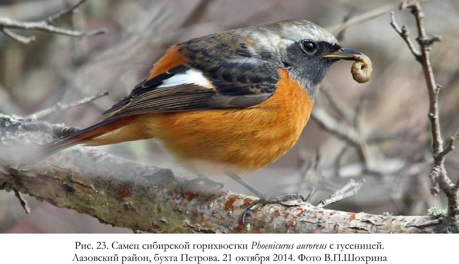 Самец сибирской горихвостки Phoenicurus auroreus с гусеницей