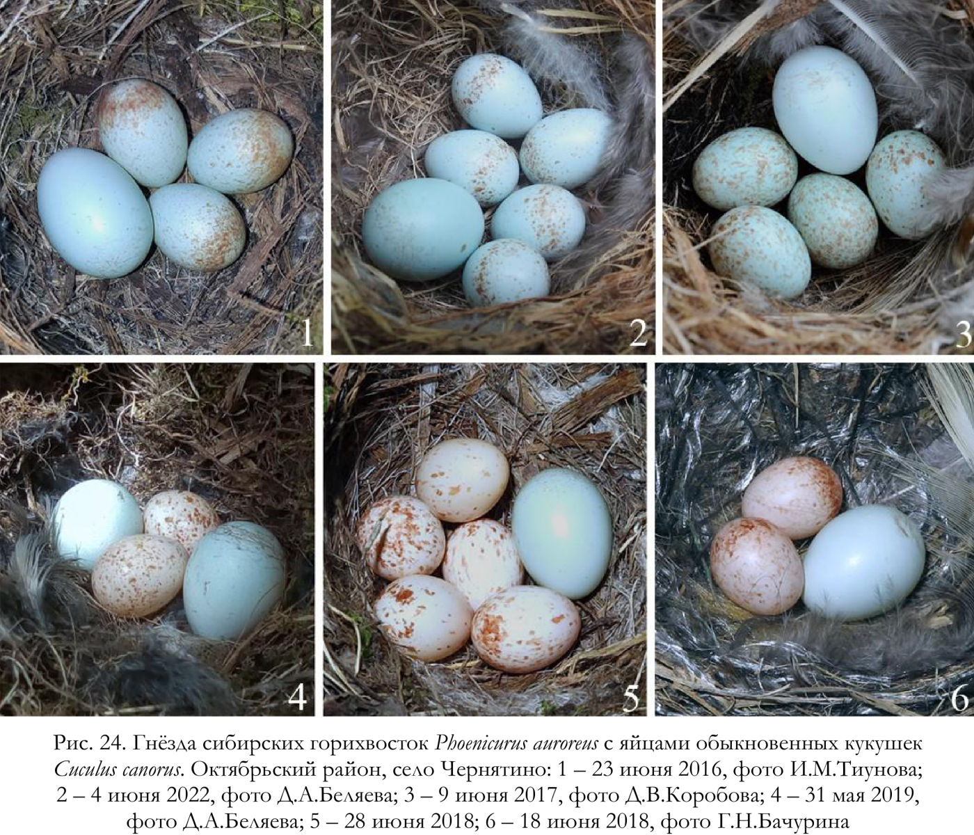 Гнёзда сибирских горихвосток Phoenicurus auroreus с яйцами обыкновенных кукушек Cuculus canorus.
