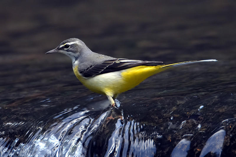 горная трясогузка Motacilla cinerea
