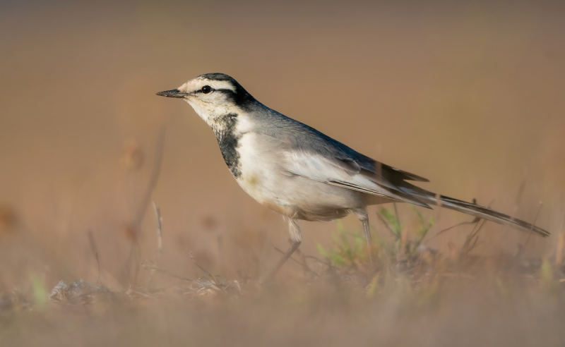 камчатская трясогузка Motacilla (alba) lugens