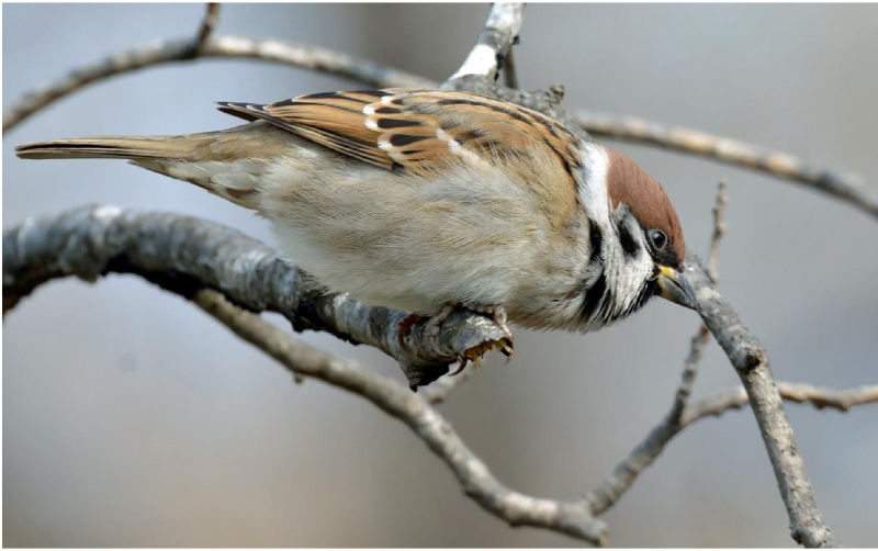 Полевой воробей Passer montanus.