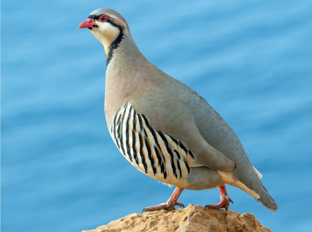 Кеклик - Alectoris chukar (Gray, JE, 1830)