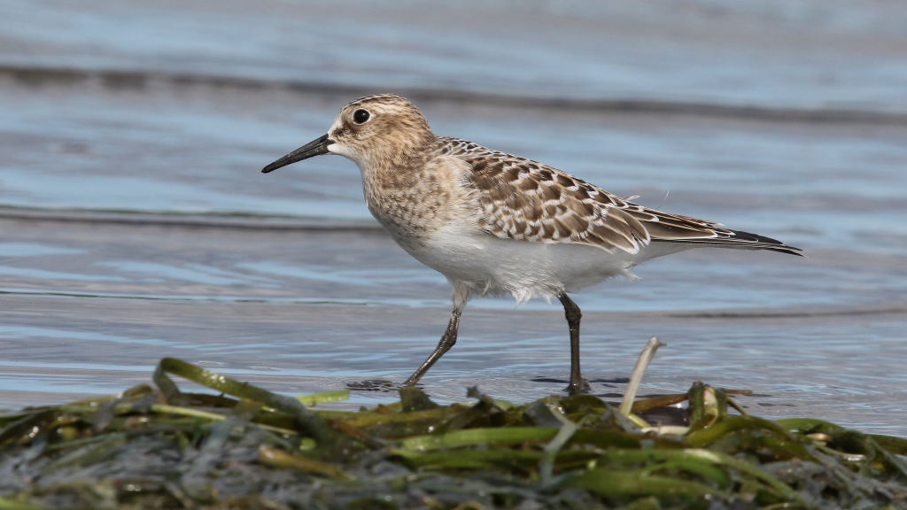 Бэрдов песочник — Calidris bairdii (Coues, 1861)