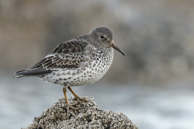 Берингийский песочник — Calidris ptilocnemis (Coues, 1873)