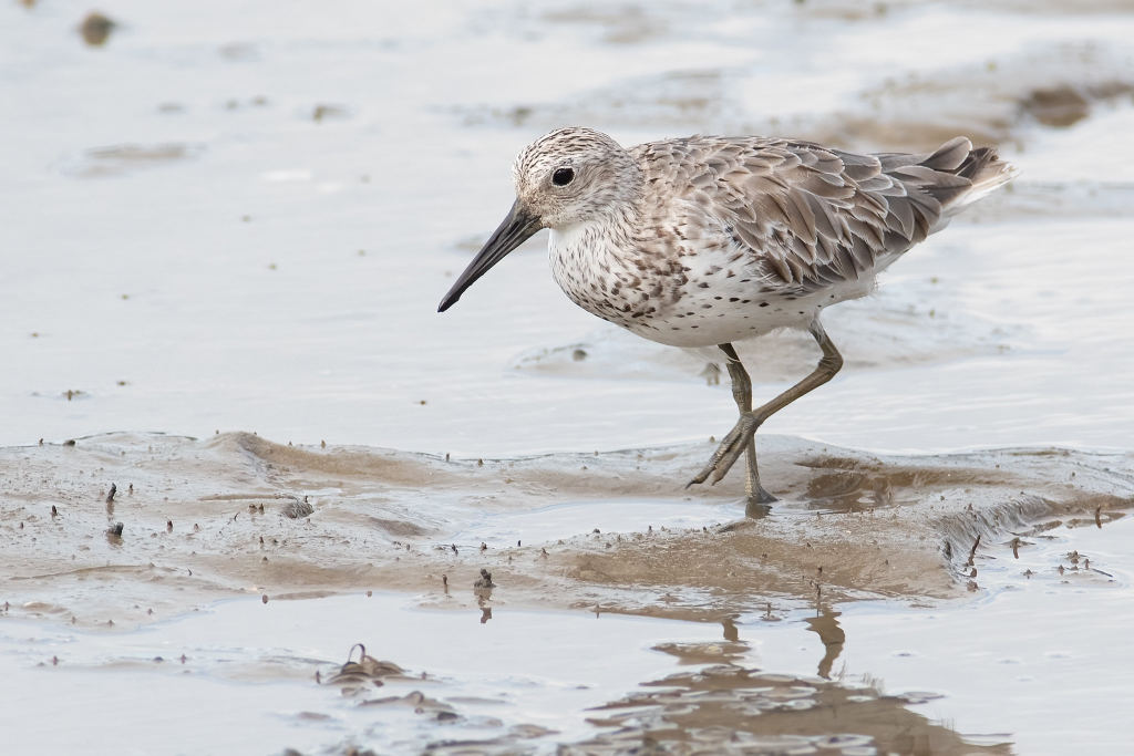 Большой песочник — Calidris tenuirostris (Horsfield, 1821)