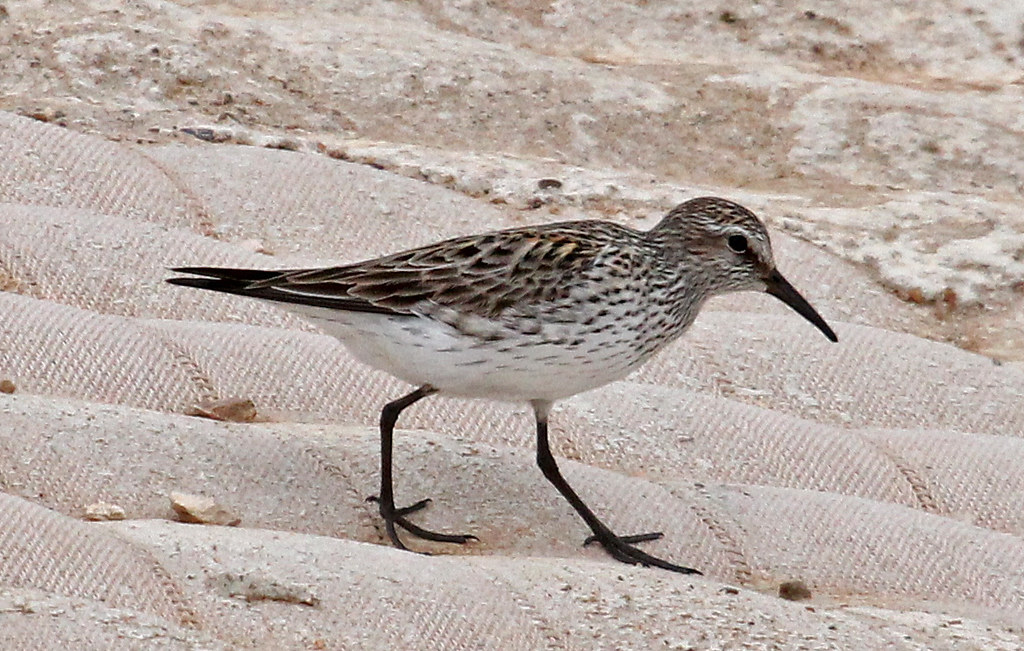 Бонапартов песочник — Calidris fuscicollis (Vieillot, 1819)
