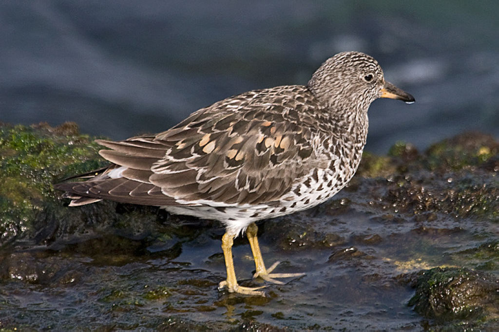 Бурунный кулик - Calidris virgata (Gmelin, JF, 1789)