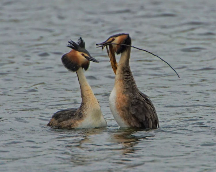 Чомга — Podiceps cristatus (Linnaeus, 1758)