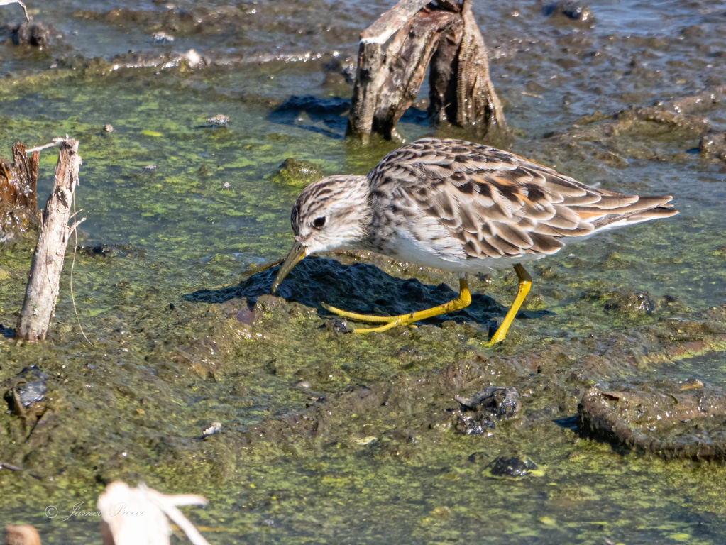 Длиннопалый песочник — Calidris subminuta (Middendorff, 1853)