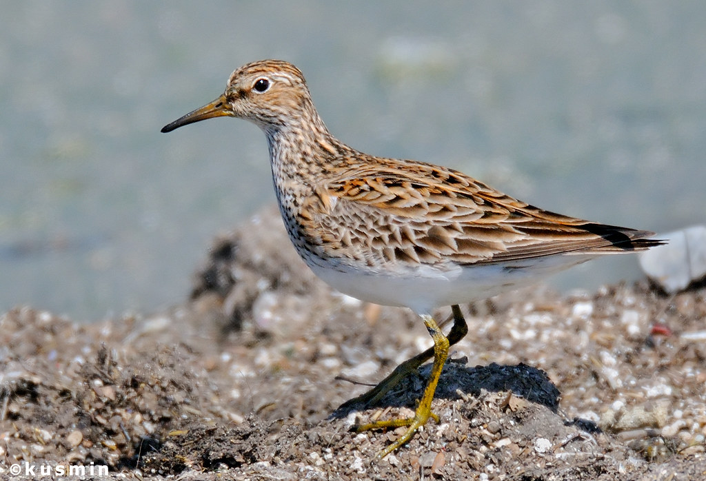 Дутыш — Calidris melanotos (Vieillot, 1819)