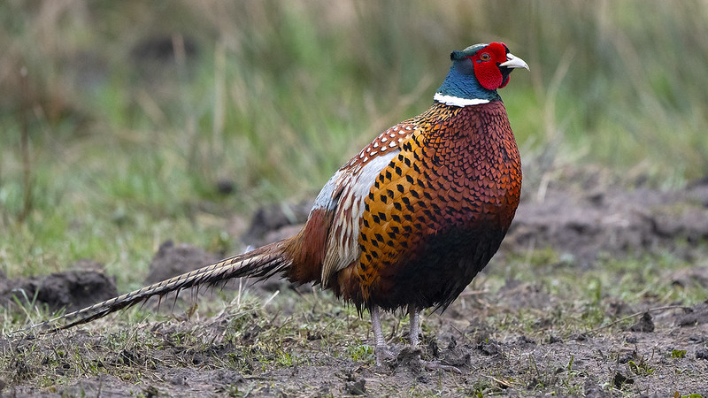 Фазан - Phasianus colchicus (Linnaeus, 1758)