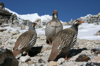 Гималайский улар - Tetraogallus himalayensis (G.R. Gray, 1843)