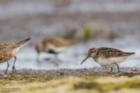 Грязовик — Calidris falcinellus (Pontoppidan, 1763)