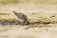 Грязовик — Calidris falcinellus (Pontoppidan, 1763)