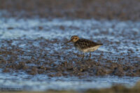 Грязовик — Calidris falcinellus (Pontoppidan, 1763)