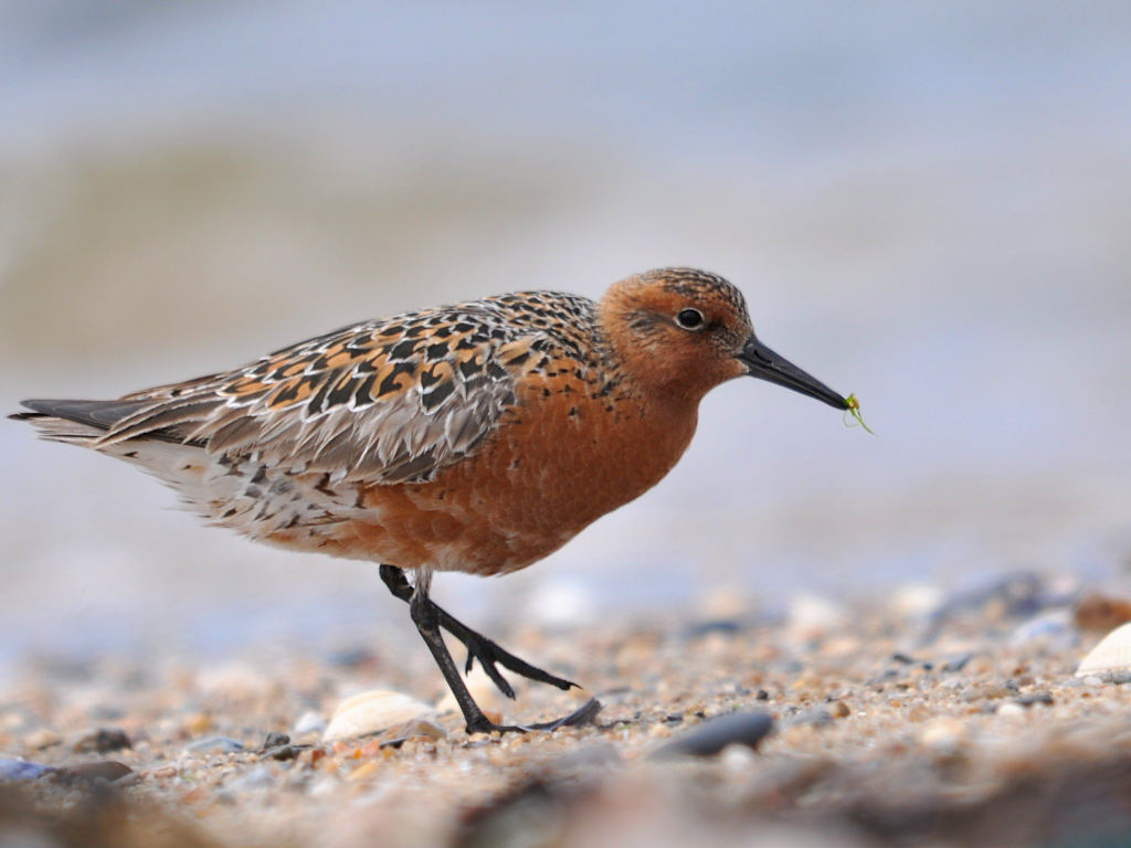 Исландский песочник — Calidris canutus (Linnaeus, 1758)