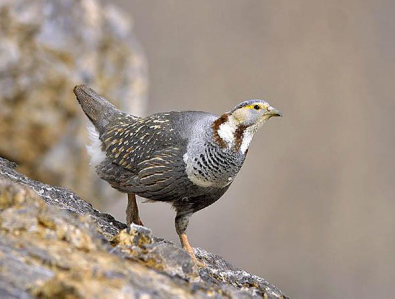 Кавказский улар - Tetraogallus caucasicus (Pallas, 1811)