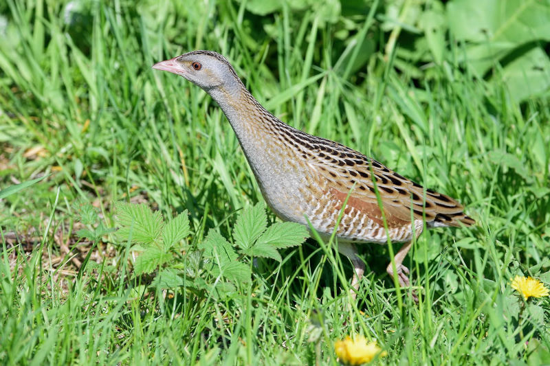Коростель — Crex crex (Linnaeus, 1758)