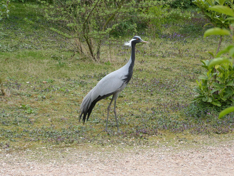 Красавка — Grus virgo (Linnaeus, 1758)