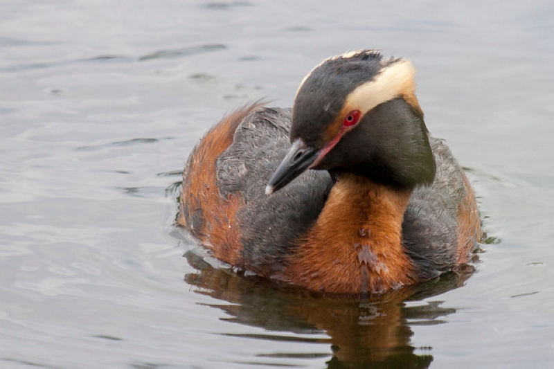 Красношейная поганка — Podiceps auritus (Linnaeus, 1758)