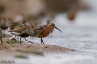 Краснозобик — Calidris ferruginea (Pontoppidan, 1763)