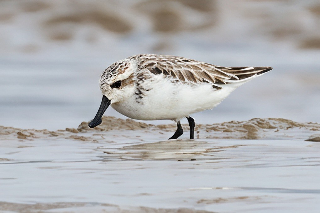 Лопатень — Calidris pygmaea (Linnaeus, 1758)
