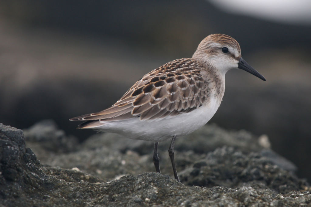 Малый песочник — Calidris pusilla (Linnaeus, 1766)