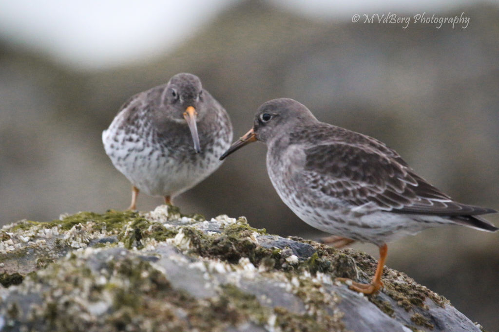 Морской песочник — Calidris maritima (Brünnich, MT 1764)