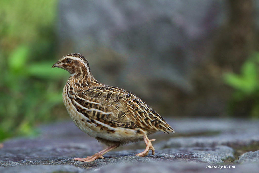 Гнездящиеся птицы Приморского края: немой перепел Coturnix japonica